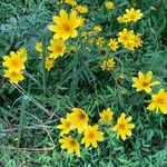 Bidens aristosa Flower