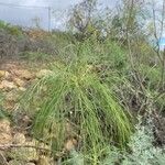 Sonchus capillaris Blatt