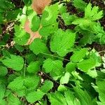 Actaea spicata Leaf