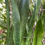 Sansevieria trifasciata Leaf