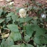 Gomphrena serrata फूल