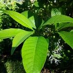 Chionanthus virginicus Blad