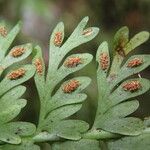 Asplenium dregeanum Yaprak