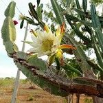 Cereus jamacaru Květ