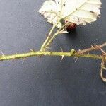 Rubus bracteatus 花
