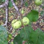 Malus sylvestris Плод