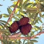 Sterculia murex Fruit