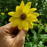 Helianthus grosseserratus Blüte