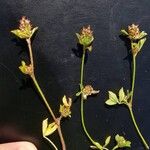 Trifolium striatum Flower