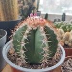 Melocactus matanzanus 葉