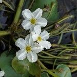 Nymphoides cristata Flor