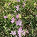 Malva moschata Агульны выгляд