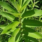 Asclepias cordifolia Foglia