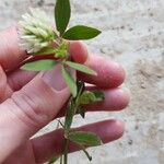 Trifolium ochroleucon Folla