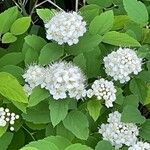 Spiraea betulifoliaKwiat