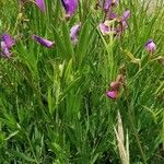 Lathyrus palustris Συνήθη χαρακτηριστικά