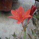 Cyrtanthus elatus Flower