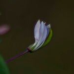 Cleome rutidosperma Flor