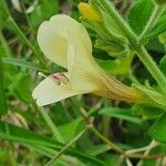 Barleria robertsoniae Flower