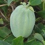 Araujia sericifera Frukt