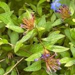 Ceratostigma willmottianum Frucht