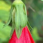 Malvaviscus penduliflorus Квітка