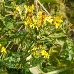 Senecio hercynicus Fleur