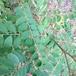 Amorpha fruticosa Folha