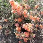 Sphaeralcea coccinea 葉