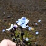 Cynoglossum borbonicum Flower