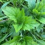 Verbena urticifolia Листок