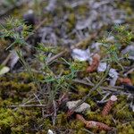 Euphorbia exigua Staniste