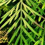 Grevillea robusta Folha