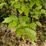 Acer pensylvanicum 葉
