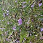 Agalinis tenuifolia Fleur