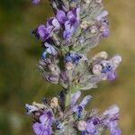 Nepeta caerulea Flower