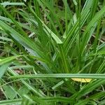 Carex sylvatica পাতা