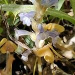 Orobanche nana Кветка