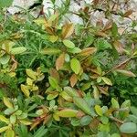 Photinia serrulataBlad