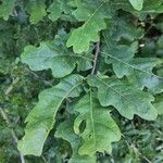 Quercus × rosacea Hoja