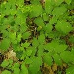 Actaea spicata Levél