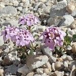 Iberis carnosa Blüte