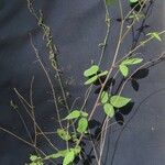 Desmodium procumbens Други