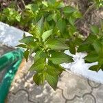 Syringa vulgaris Feuille