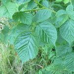 Rubus polonicus Other