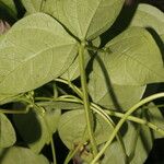 Vigna luteola Blatt