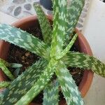 Aloe greenii Leaf