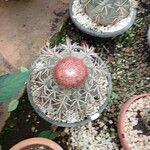 Melocactus matanzanus Květ