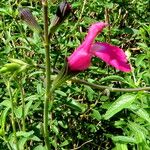 Salvia elegans Blomma