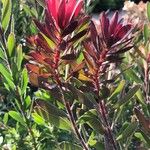 Leucadendron salignum Folha